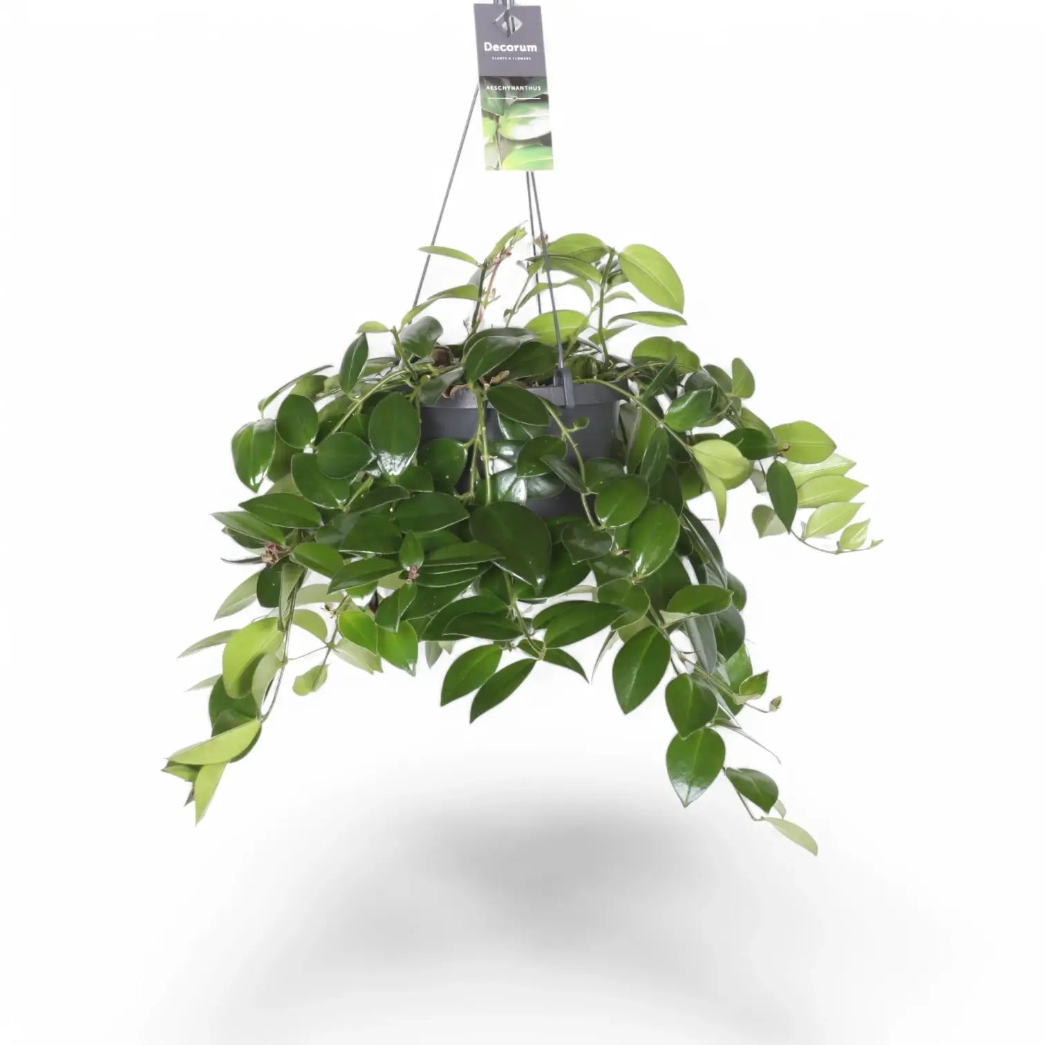 Aeschynanthus speciosus 'Mona Lisa' – Zimmerpflanze im Kulturtopf auf weißem Hintergrund, Produktfoto 2.