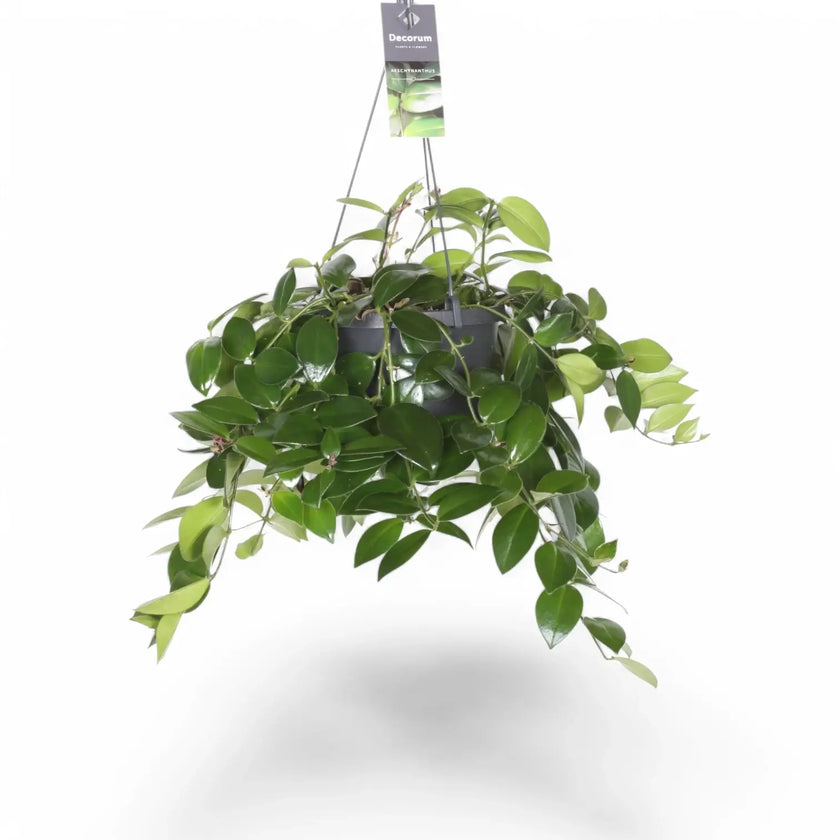 Aeschynanthus speciosus 'Mona Lisa' potted houseplant in nursery pot on white background, product photo 2.