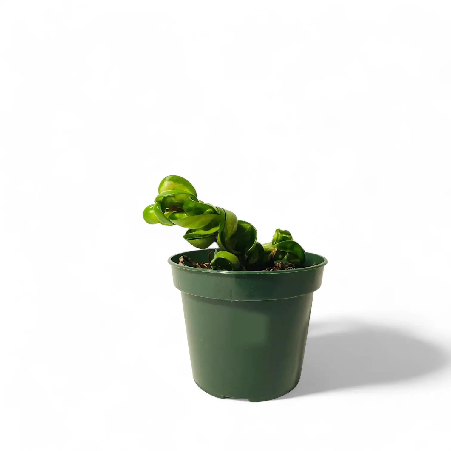 Hoya carnosa âMauna Loaâ ('Lura Lei', 'Exotica') potted houseplant in nursery pot on white background, product photo 4.