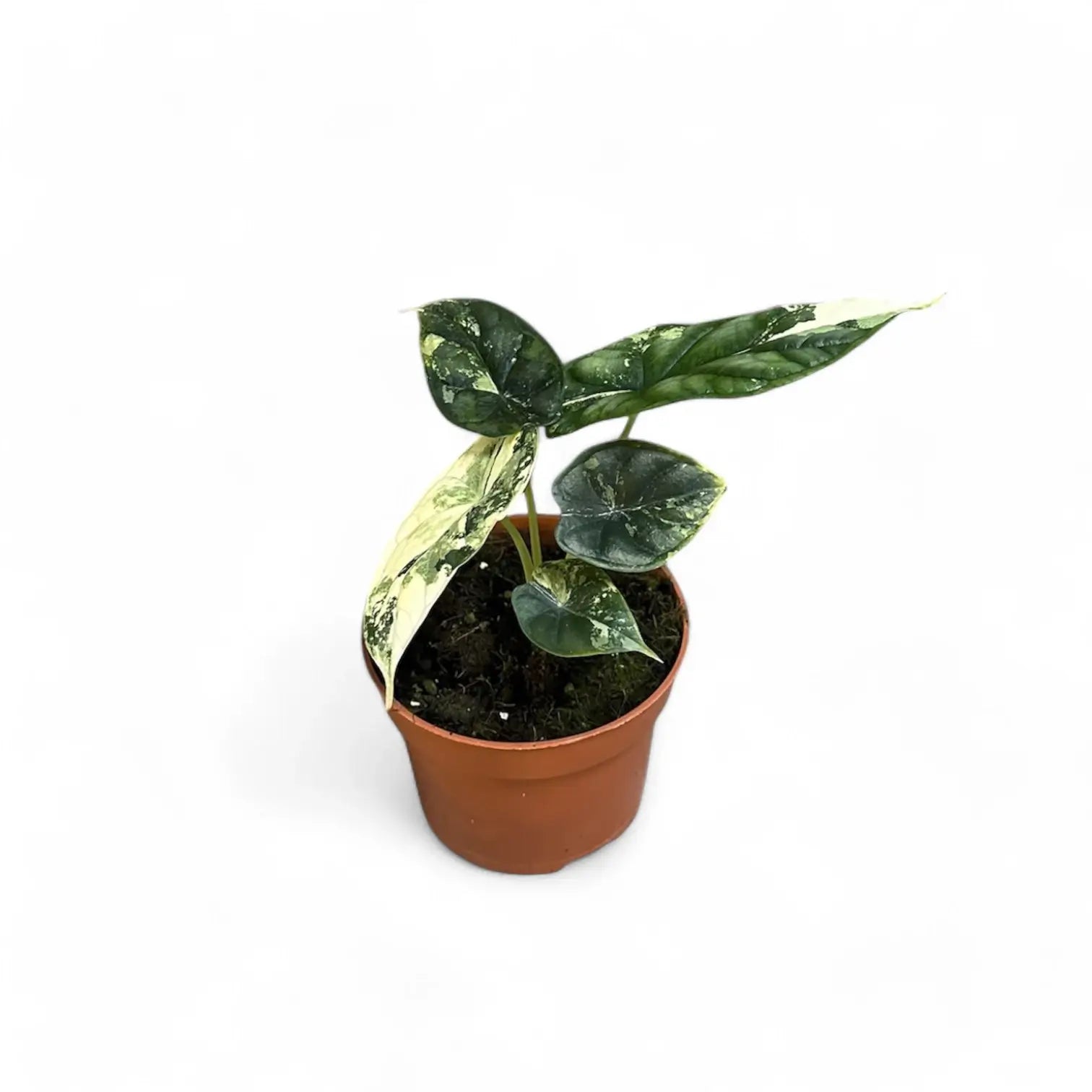 Alocasia baginda 'Dragon scale' albo-variegata potted houseplant in nursery pot on white background, product photo 5.