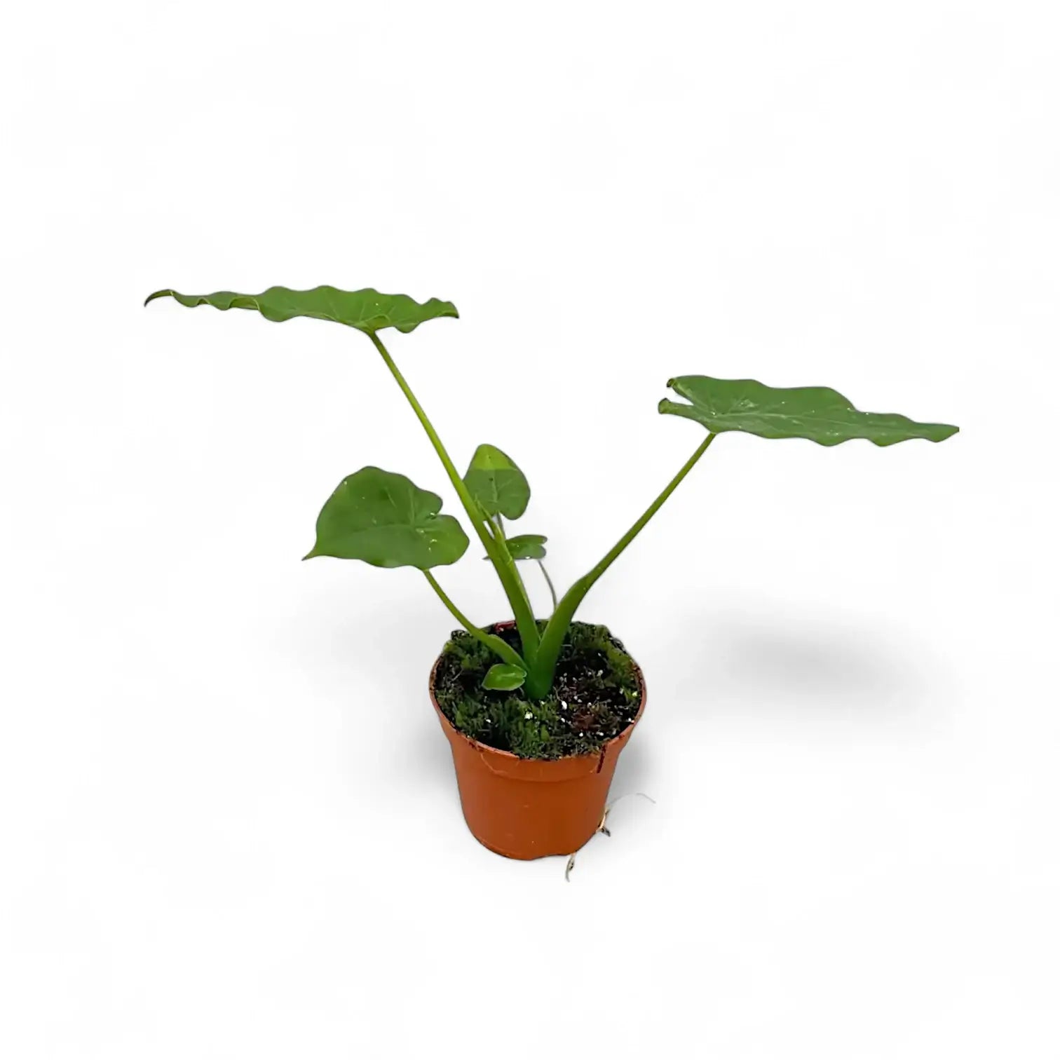 Alocasia odora 'California' – Topfpflanze im Kulturtopf vor weißem Hintergrund, Produktfoto 3.