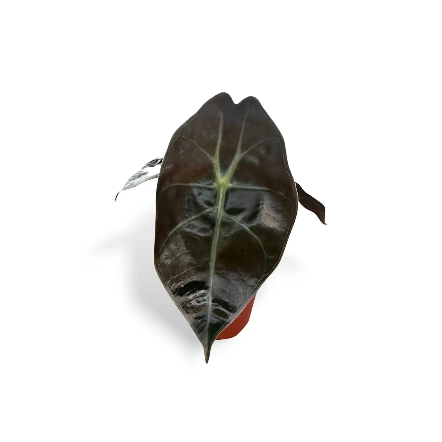 Alocasia suhirmaniana potted houseplant in nursery pot on white background, product photo 7.