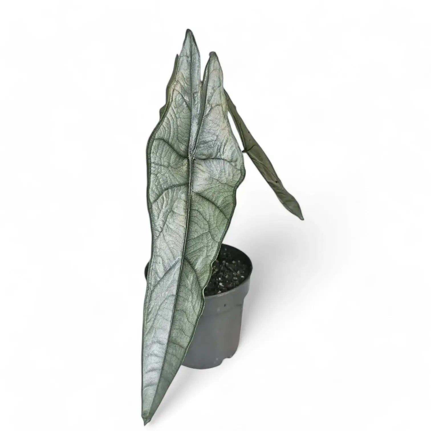 Alocasia heterophylla 'Dragon's Breath' potted houseplant in nursery pot on white background, product photo 8.