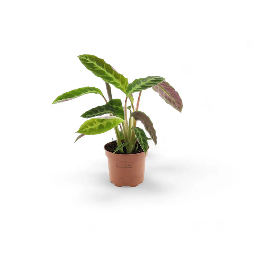 Goeppertia (Calathea) warszewiczii potted houseplant in nursery pot on white background, product photo 2.