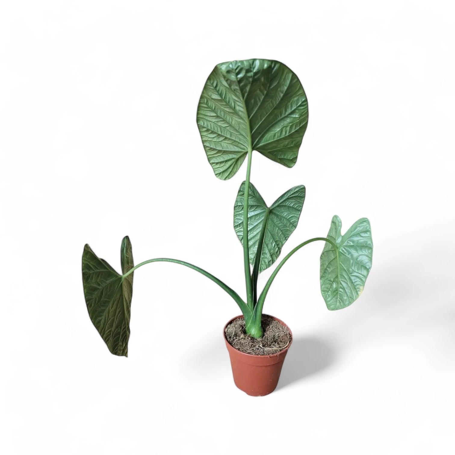 Alocasia 'Lukiwan' (sinuata x alba) potted houseplant in nursery pot on white background, product photo 5.