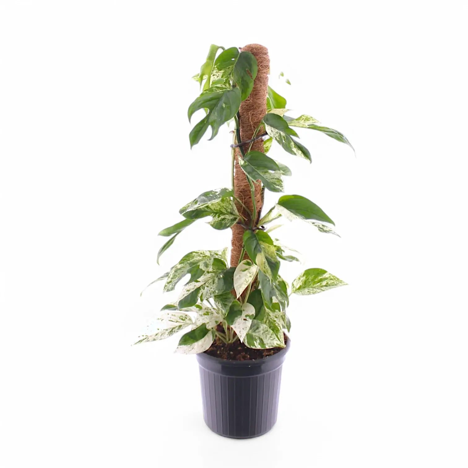 Epipremnum pinnatum variegata 'Marble' potted houseplant in nursery pot on white background, product photo 8.