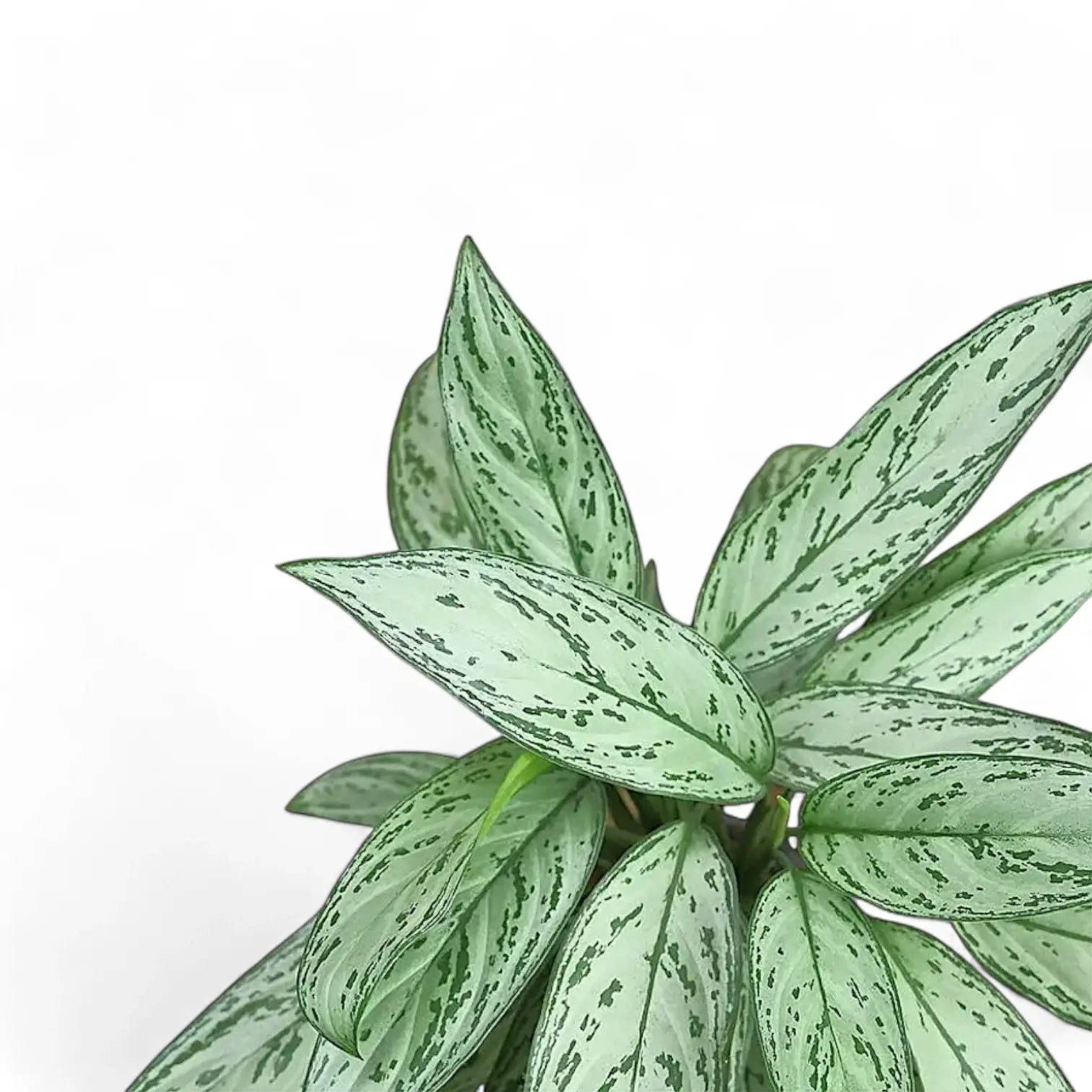Nahaufnahme eines Blatts von Aglaonema 'Silver Queen' vor weiĂźem Hintergrund.