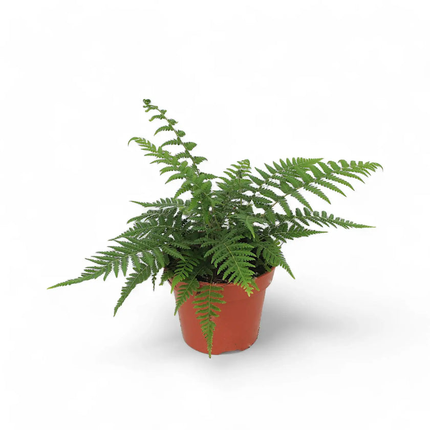 Dicksonia antarctica potted houseplant in nursery pot on white background, product photo 2.
