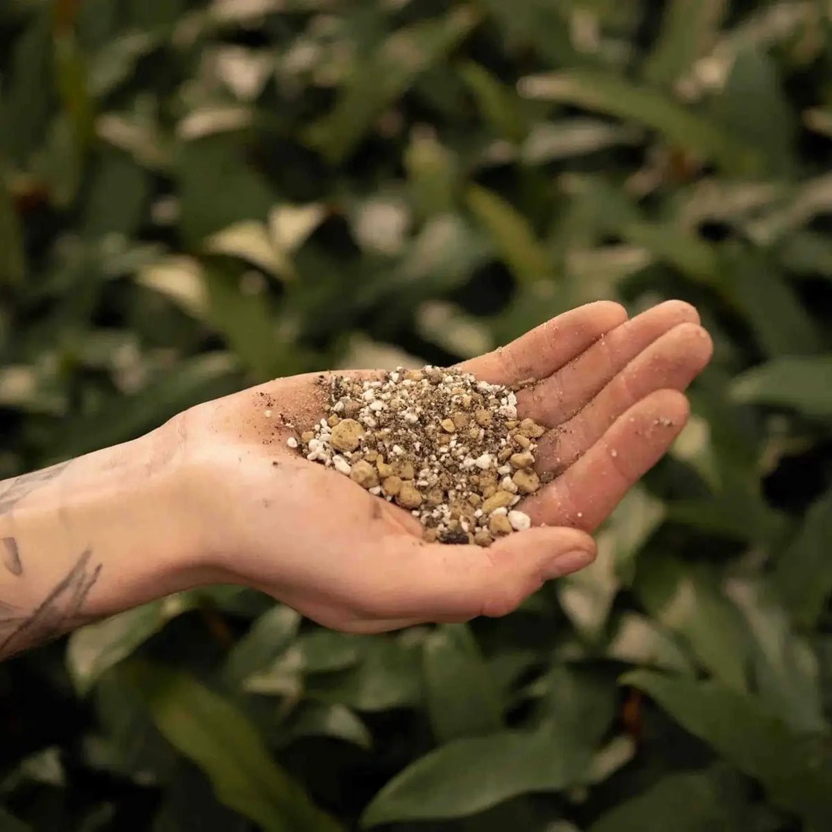Lithops and Split Rock Soil Mix on white background, product photo 4.
