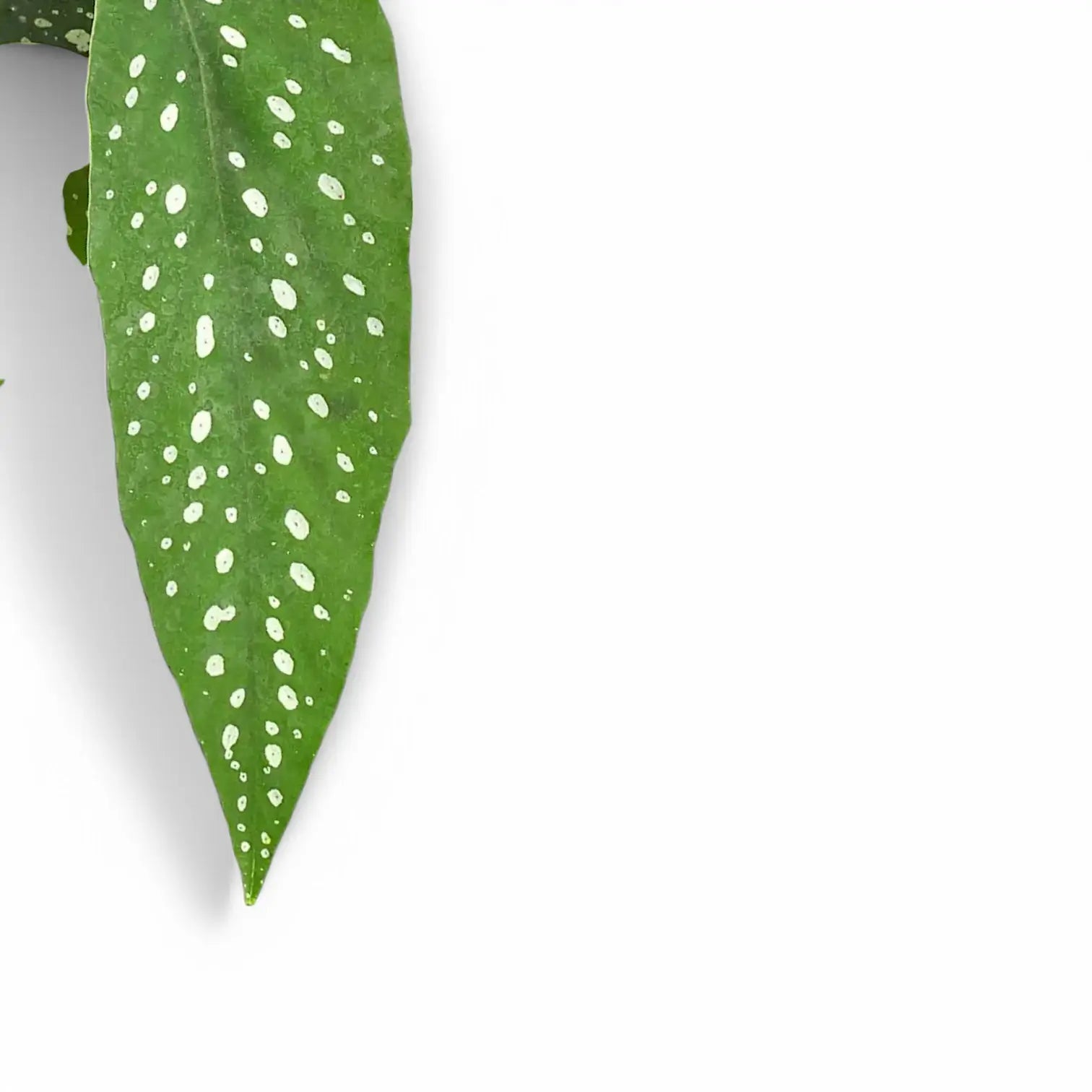 Nahaufnahme eines Blatts von Begonia Ă— albopicta vor weiĂźem Hintergrund.