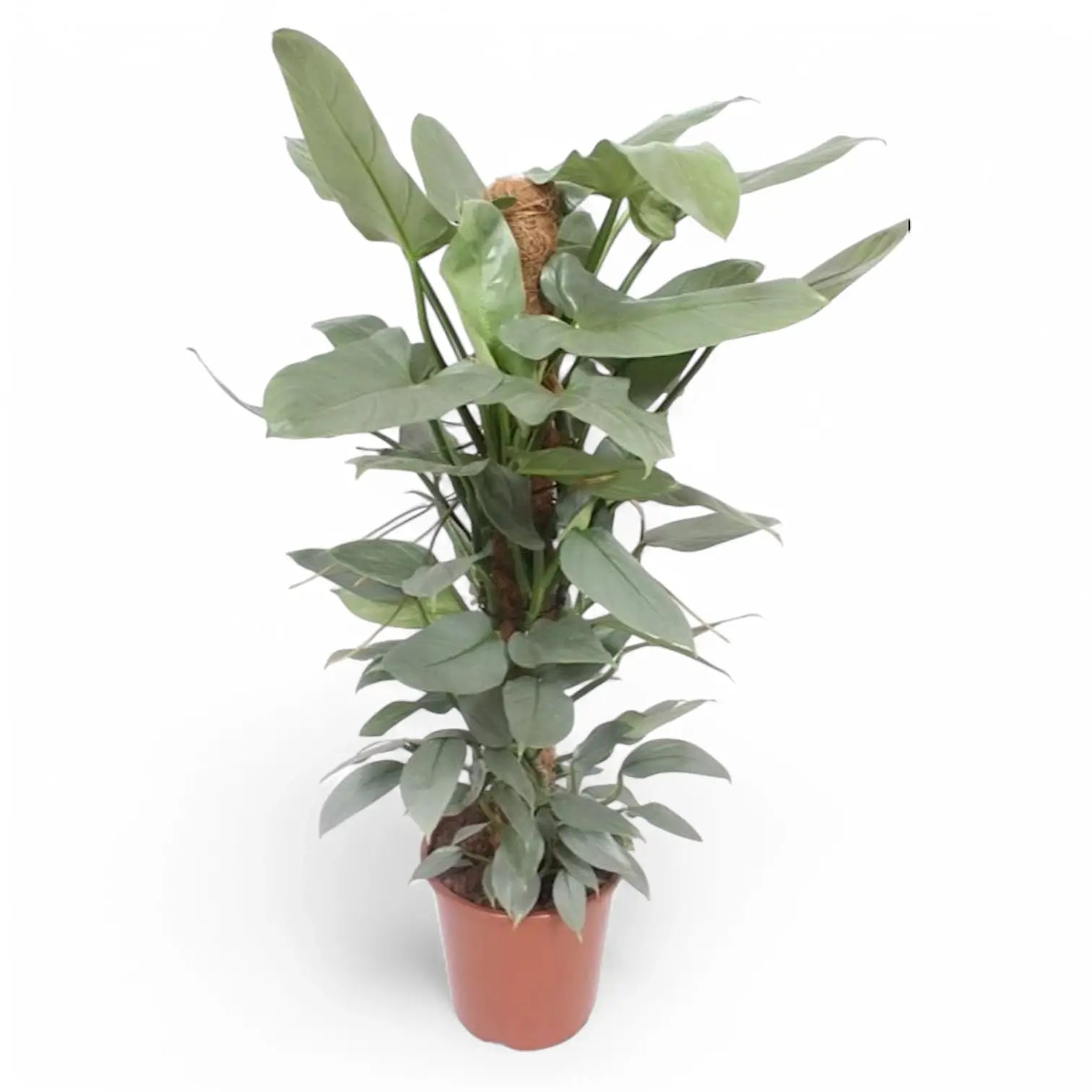 Philodendron hastatum 'Silver queen' ('Silver Sword') potted houseplant in nursery pot on white background, product photo 9.