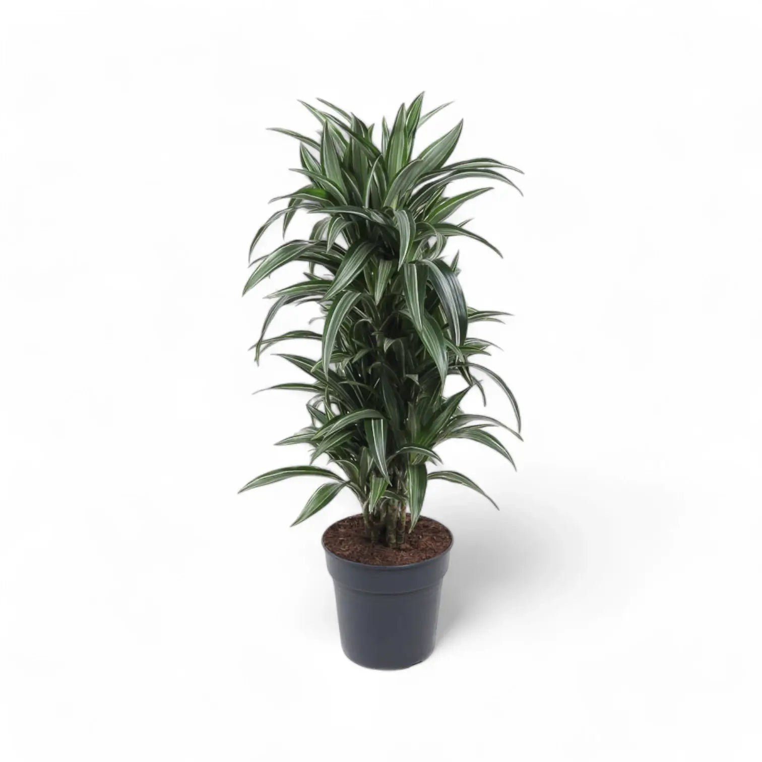 Dracaena fragrans 'Ulises' – Topfpflanze im Kulturtopf vor weißem Hintergrund, Produktfoto 7.