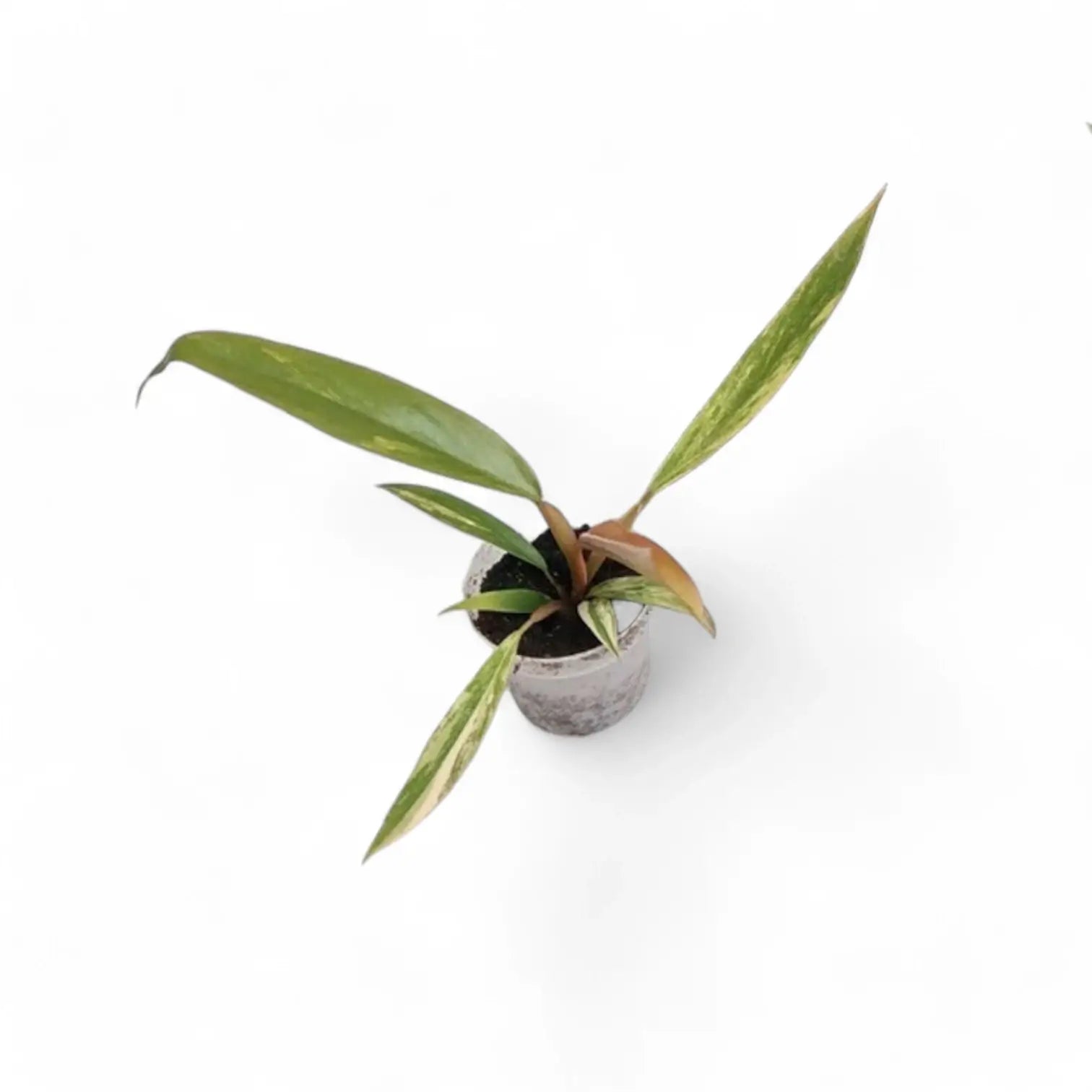 Philodendron x serratum 'Caramel marble' – Topfpflanze im Kulturtopf vor weißem Hintergrund, Produktfoto 7.