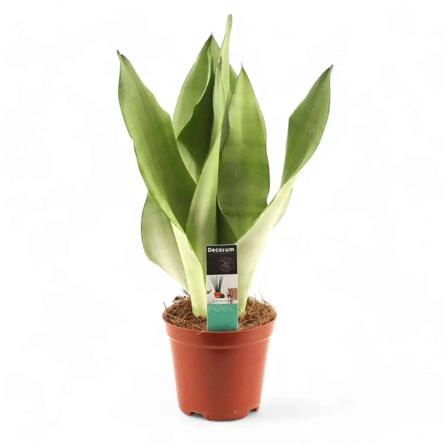 Dracaena (Sansevieria) trifasciata 'Moonshine' potted houseplant in nursery pot on white background, product photo 10.