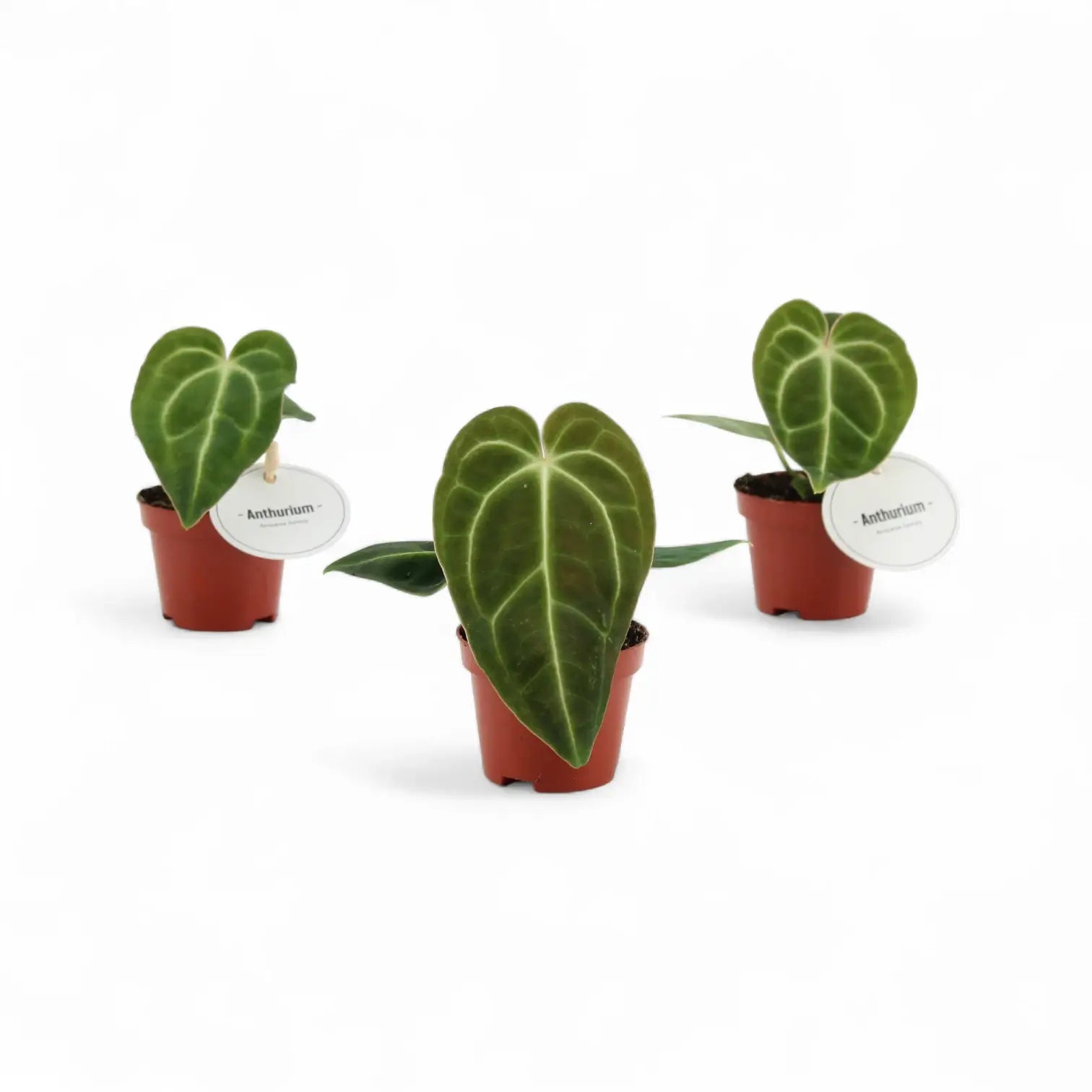 Anthurium regale – Topfpflanze im Kulturtopf vor weißem Hintergrund, Produktfoto 4.