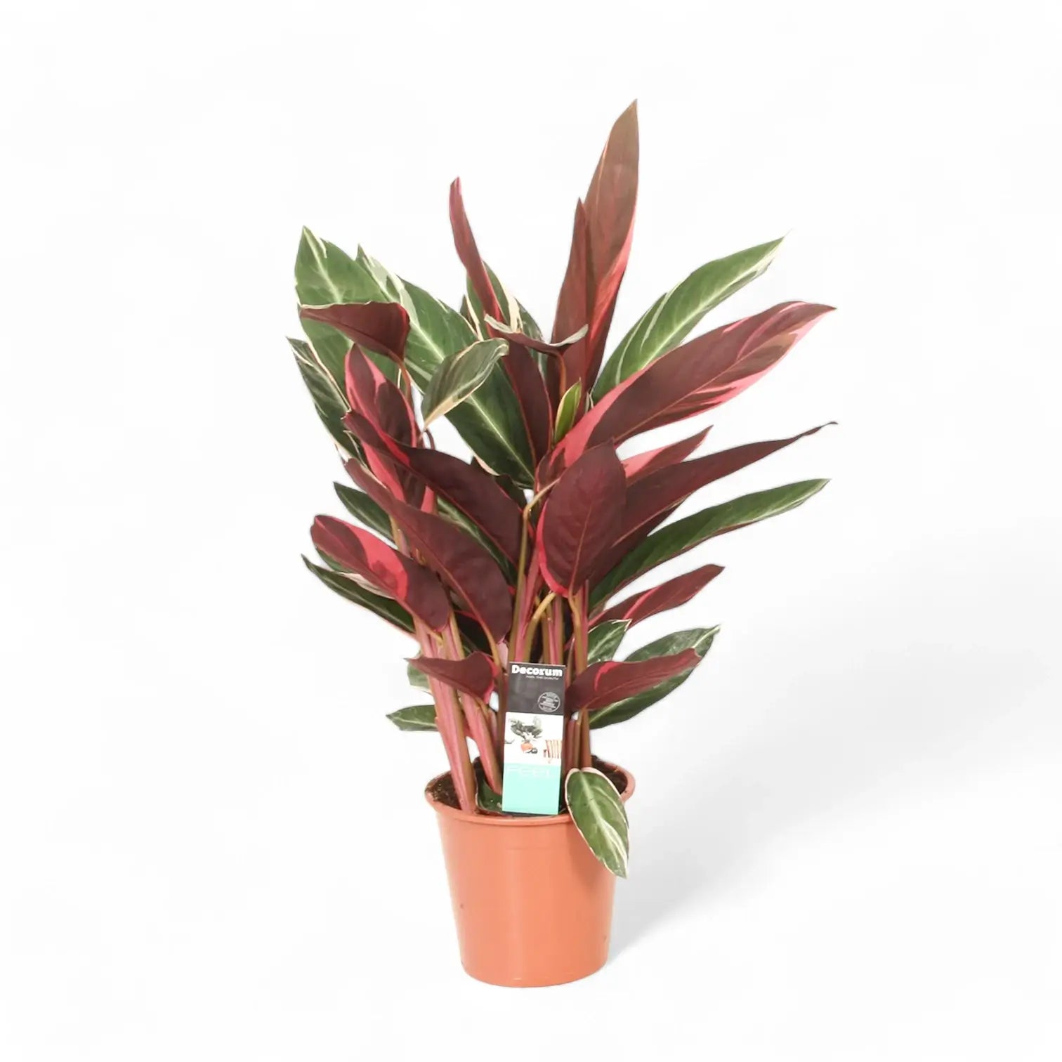 Stromanthe thalia 'Triostar' potted houseplant in nursery pot on white background, product photo 9.