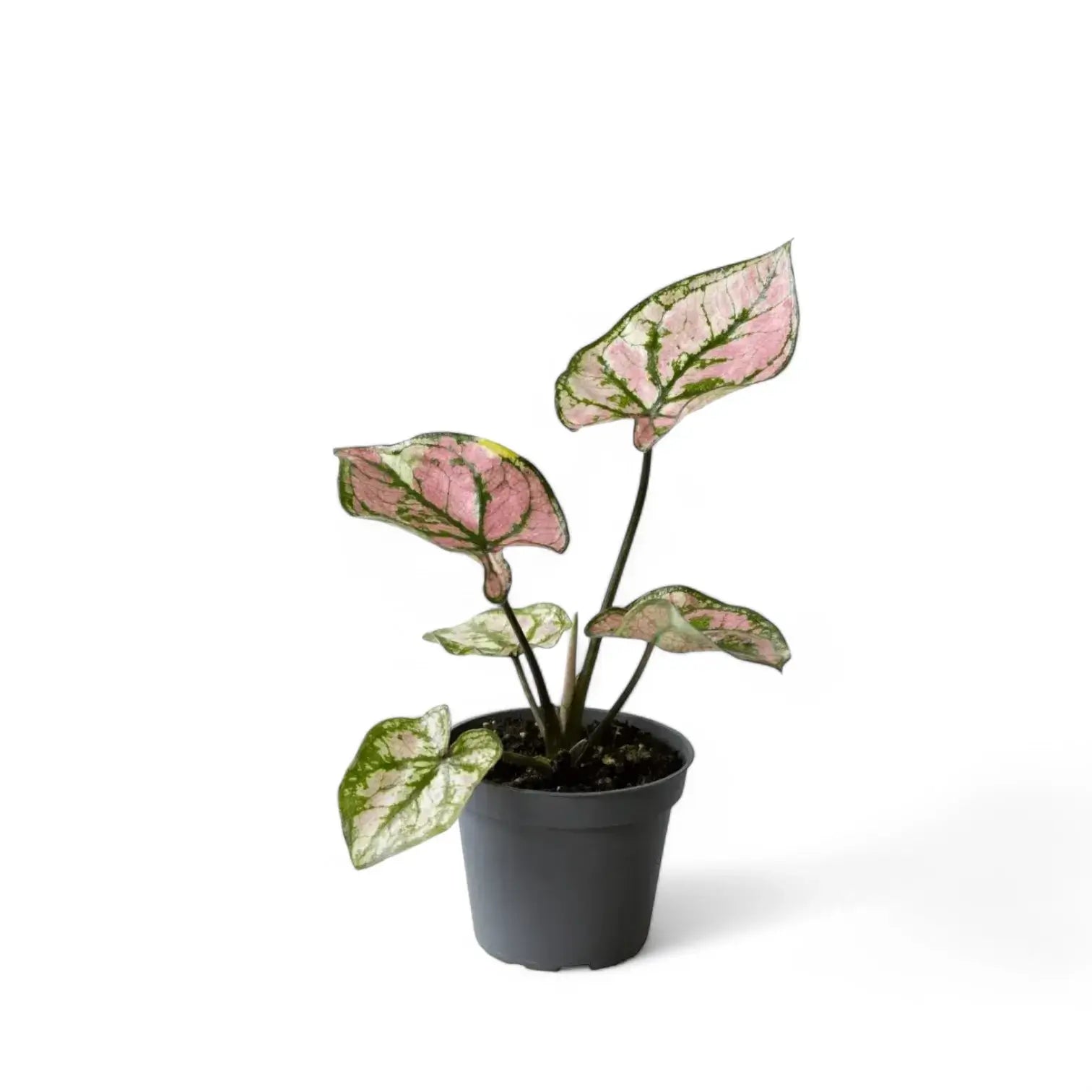 Caladium 'Purple Light' potted houseplant in nursery pot on white background, product photo 2.