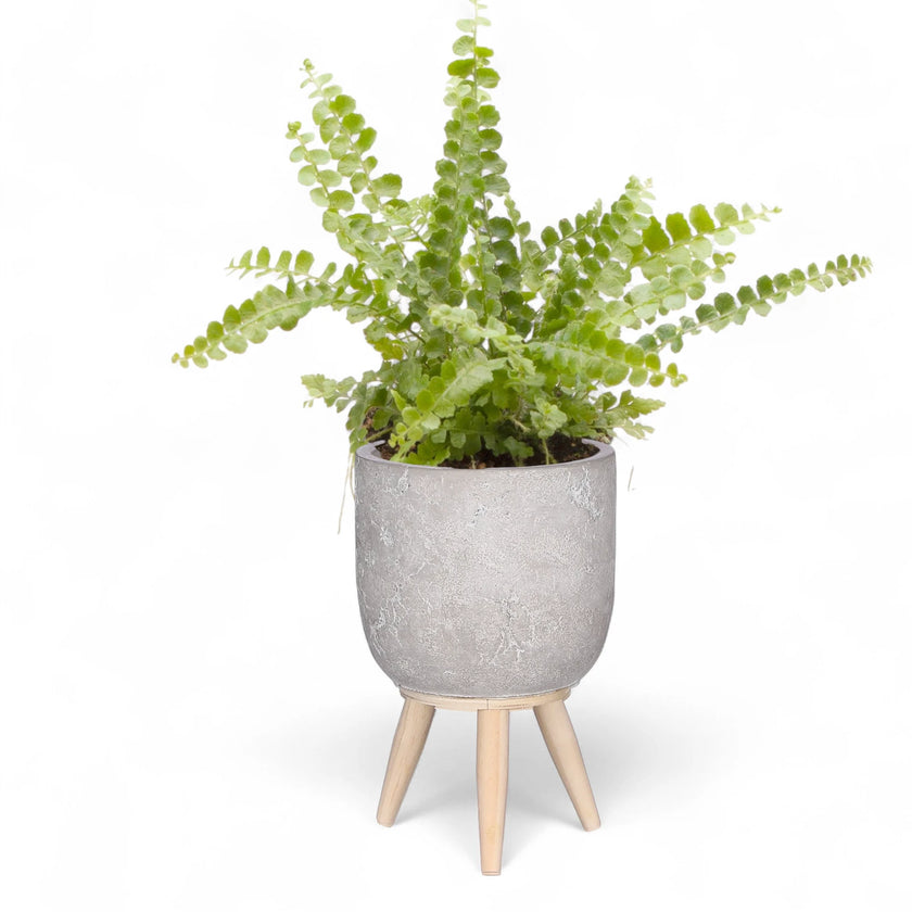 Planter 'Jimmy' on white background, product photo 2.