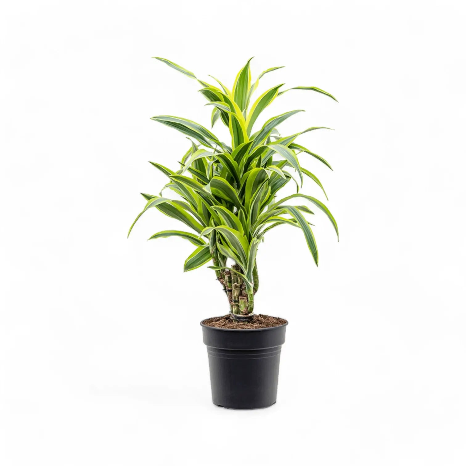 Dracaena fragrans 'Lemon Lime' – Topfpflanze im Kulturtopf vor weißem Hintergrund, Produktfoto 6.