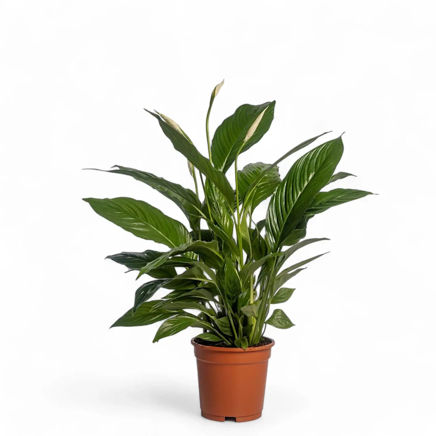 Spathiphyllum 'Vivaldi' potted houseplant in nursery pot on white background, product photo 3.