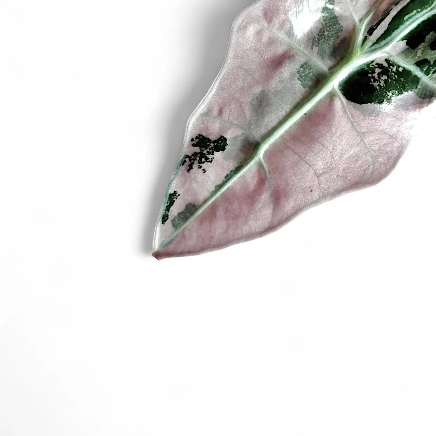Nahaufnahme eines Blatts von Alocasia 'Polly' Albo/ Pink Variegata vor weißem Hintergrund.