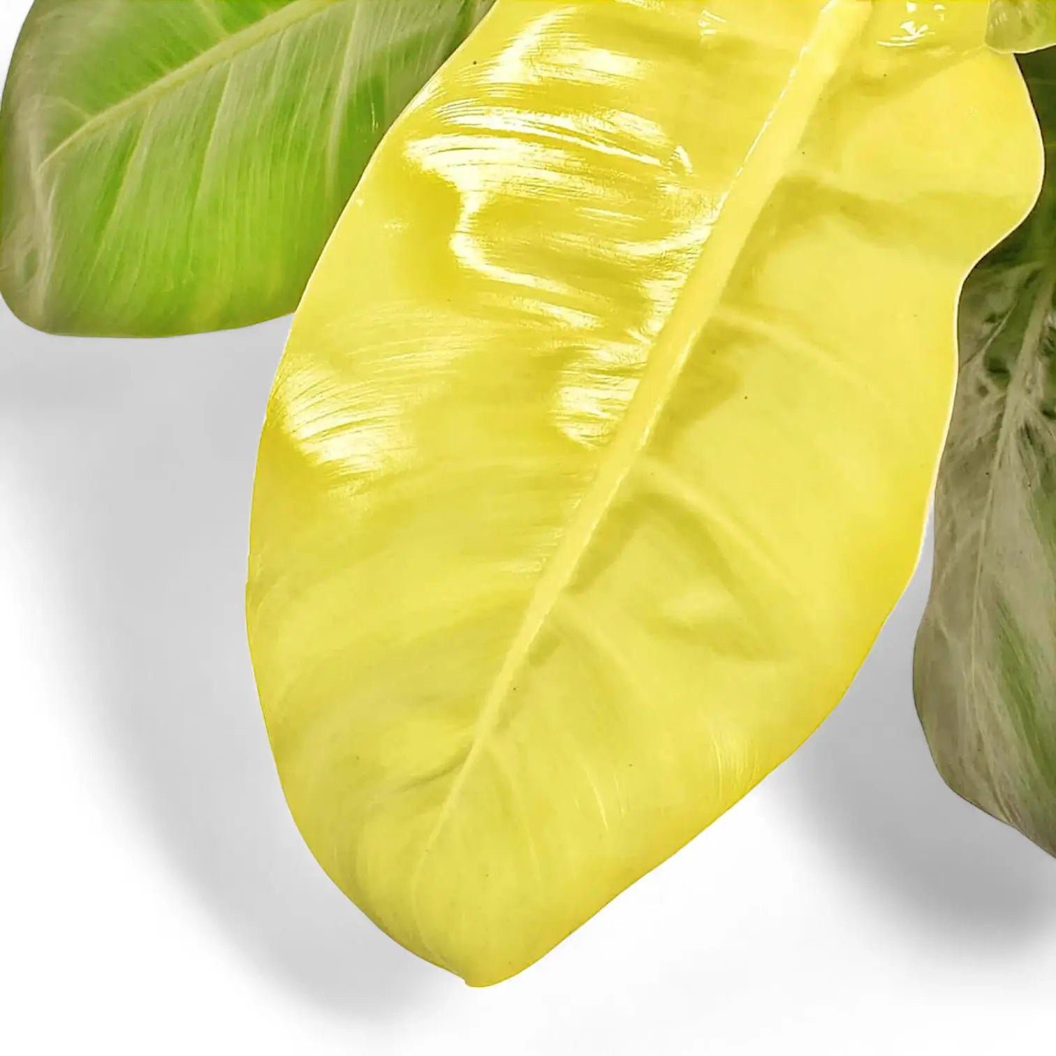 Nahaufnahme eines Blatts von Philodendron 'Moonlight' vor weiĂźem Hintergrund.