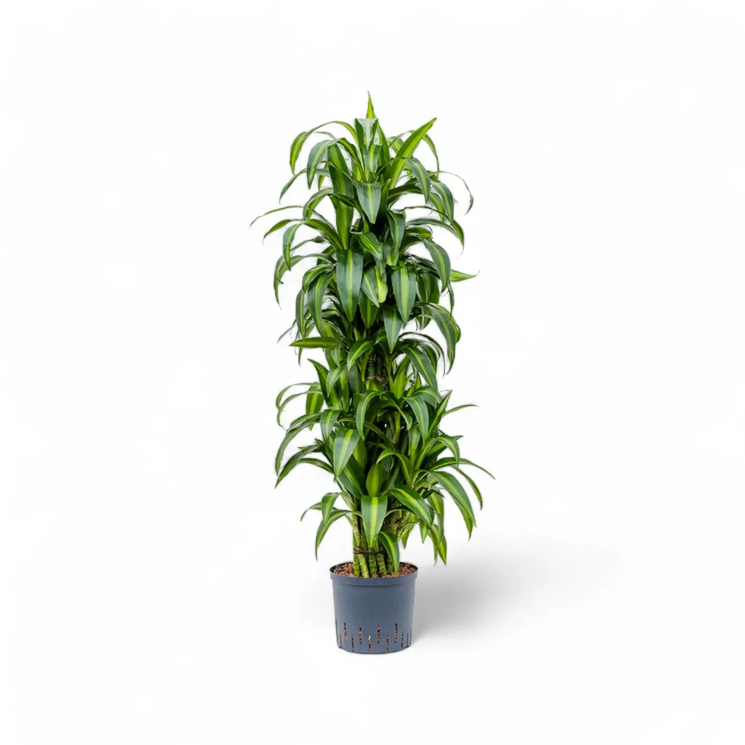 Dracaena fragrans âHawaiian Sunshineâ â Topfpflanze im Kulturtopf vor weiĂem Hintergrund, Produktfoto 3.