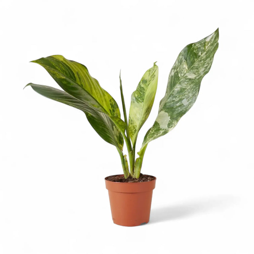 Dieffenbachia seguine 'Big Ben' potted houseplant in nursery pot on white background, product photo 2.