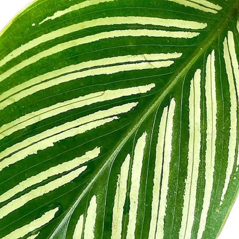 Goeppertia (Calathea) elliptica 'Vittata' leaf close-up on white background.