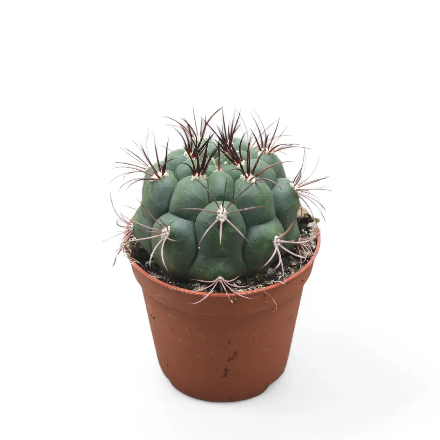 Gymnocalycium saglionis – Zimmerpflanze im Kulturtopf auf weißem Hintergrund, Produktfoto 4.