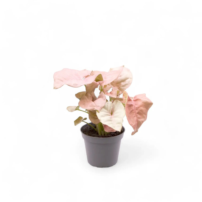 Syngonium podophyllum âNeon' potted houseplant in nursery pot on white background, product photo 3.