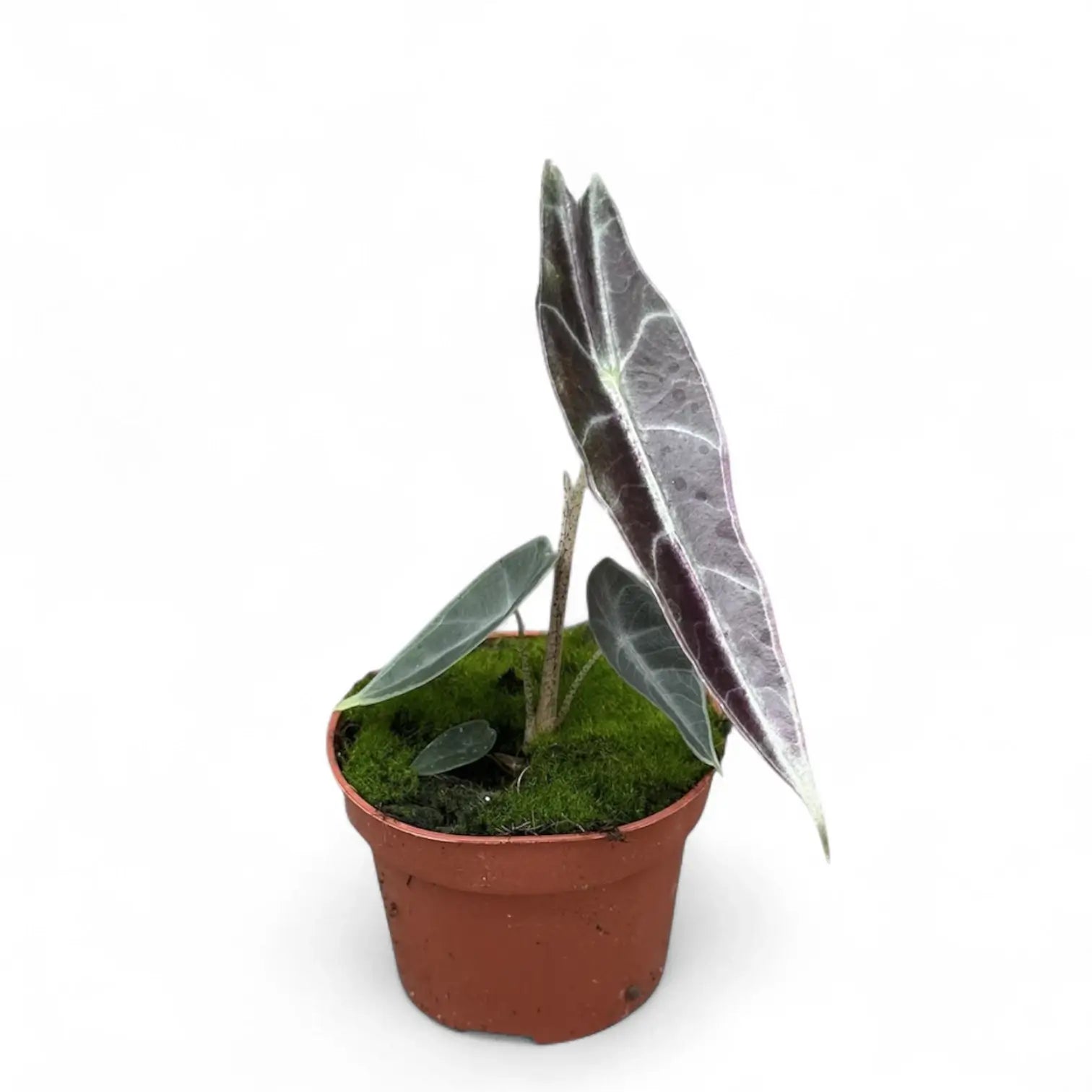 Alocasia longiloba 'Purple' potted houseplant in nursery pot on white background, product photo 11.