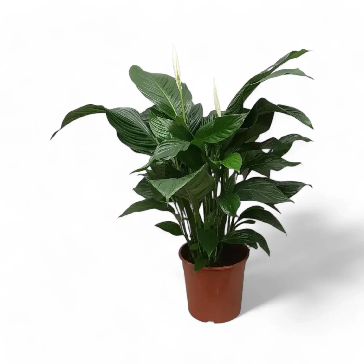 Spathiphyllum 'Sweet Silvana' – Zimmerpflanze im Kulturtopf auf weißem Hintergrund, Produktfoto 3.
