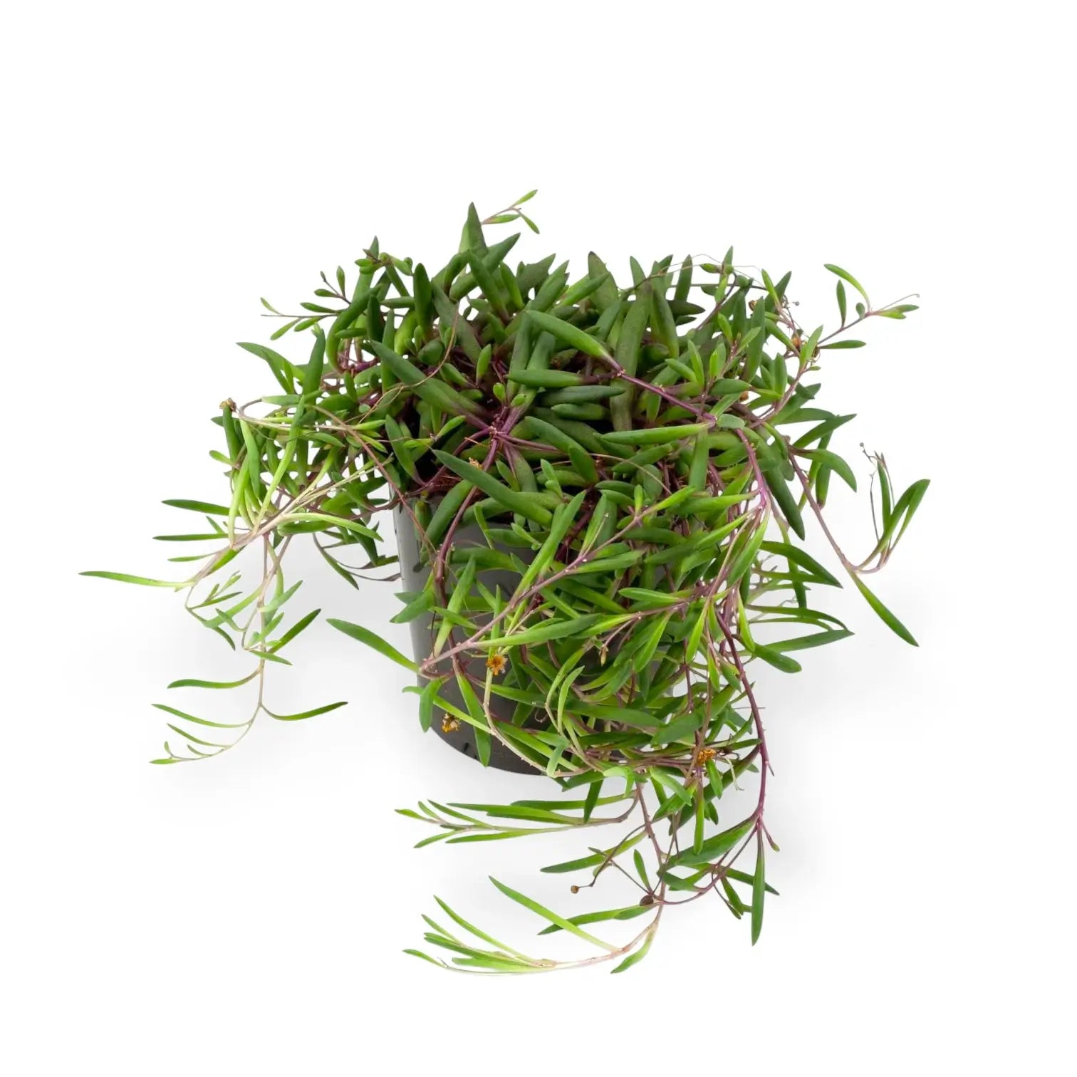 Curio herreianus 'Purple flush' – Topfpflanze im Kulturtopf vor weißem Hintergrund, Produktfoto 6.