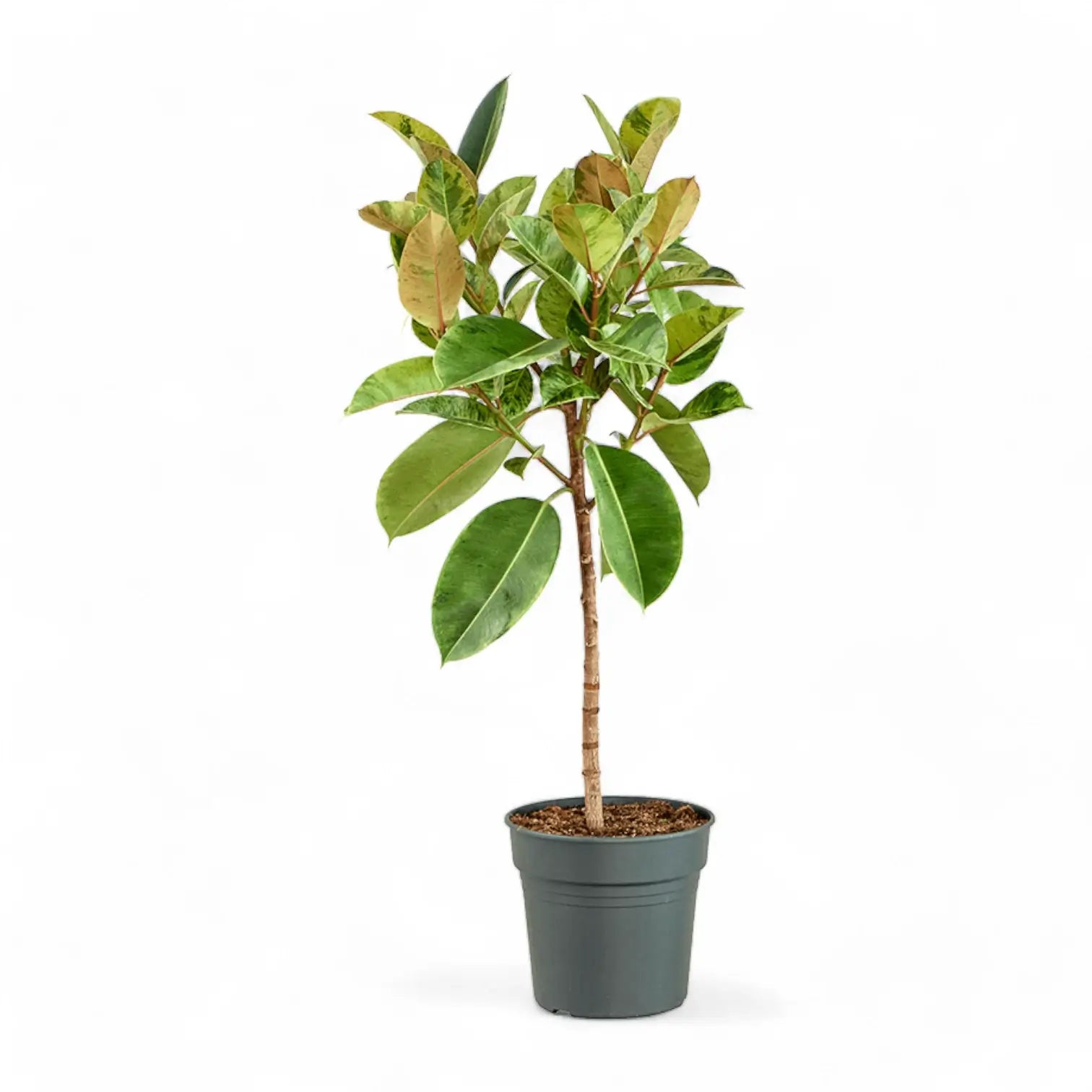 Ficus elastica 'Shivereana Moonshine' – Topfpflanze im Kulturtopf vor weißem Hintergrund, Produktfoto 9.