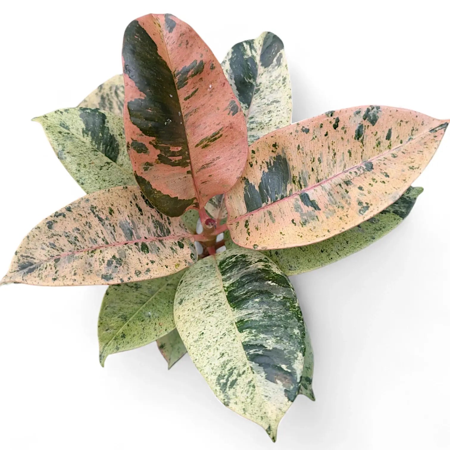 Nahaufnahme eines Blatts von Ficus elastica 'Shivereana Moonshine' vor weiĂźem Hintergrund.