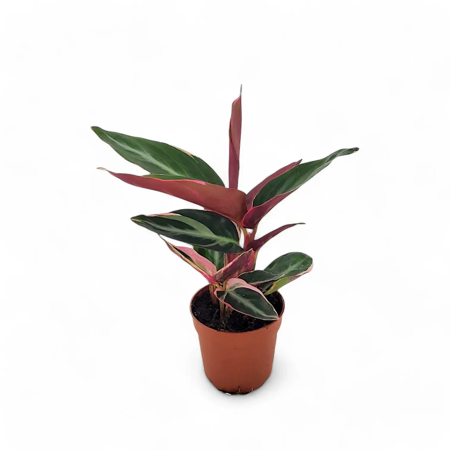 Stromanthe thalia 'Triostar' potted houseplant in nursery pot on white background, product photo 4.