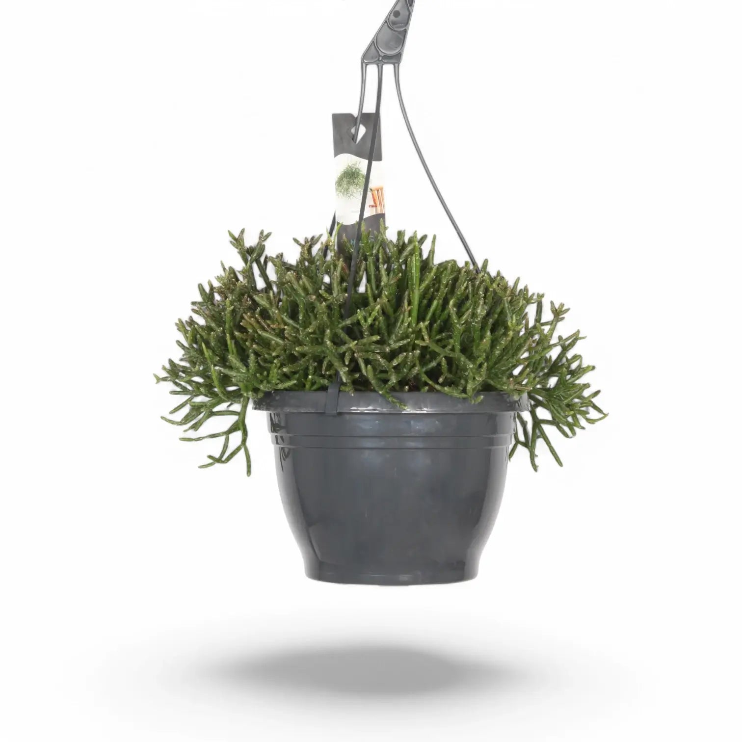 Rhipsalis burchellii – Zimmerpflanze im Kulturtopf auf weißem Hintergrund, Produktfoto 7.