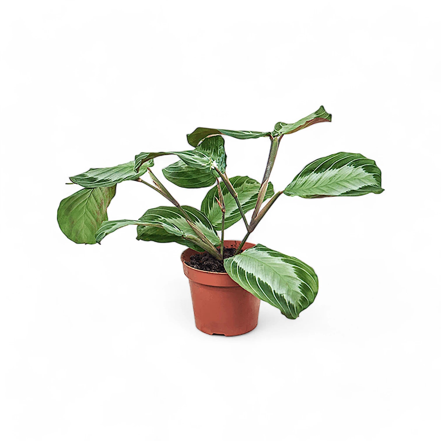 Maranta leuconeura 'Silver Band' (Exclusive grey') potted houseplant in nursery pot on white background, product photo 2.