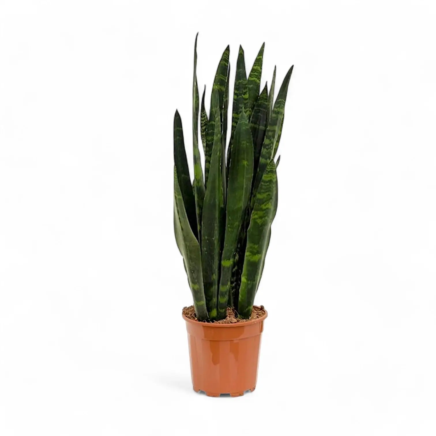 Dracaena (Sansevieria) trifasciata 'Black Coral' potted houseplant in nursery pot on white background, product photo 8.