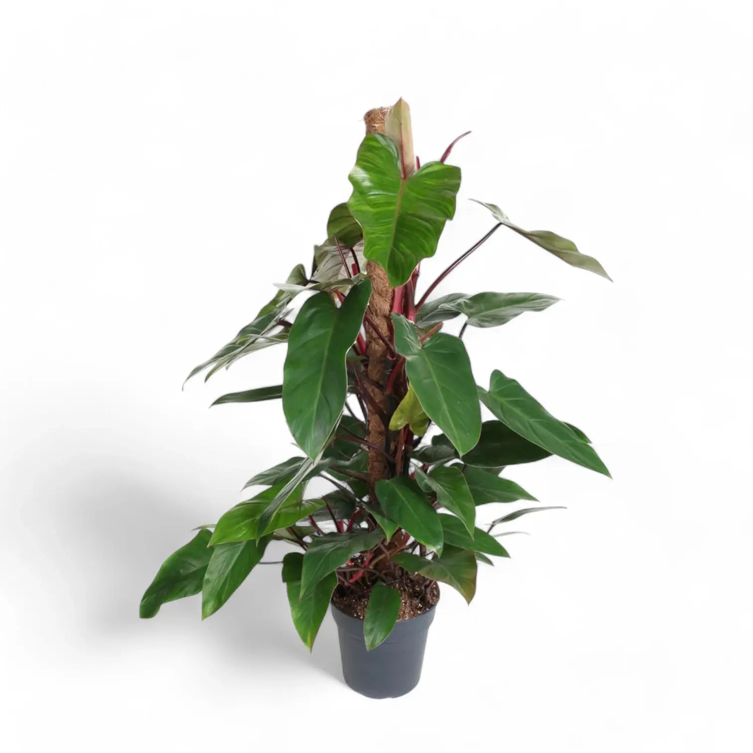 Philodendron erubescens 'Red Emerald' potted houseplant in nursery pot on white background, product photo 4.