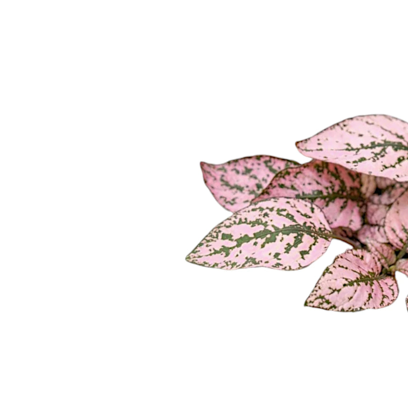 Hypoestes phyllostachya 'Pink' leaf close-up on white background.