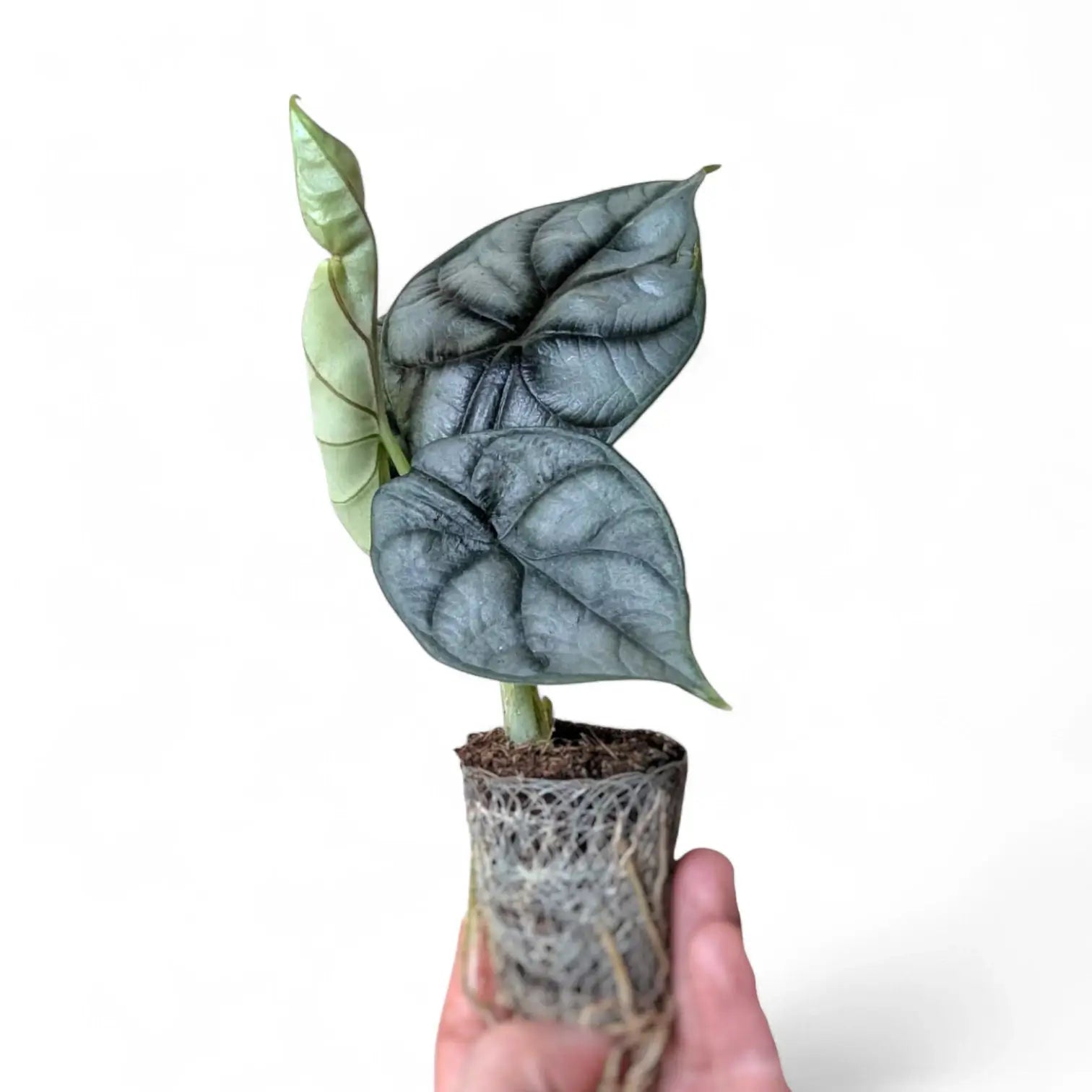 Alocasia baginda 'Silver dragon' potted houseplant in nursery pot on white background, product photo 3.