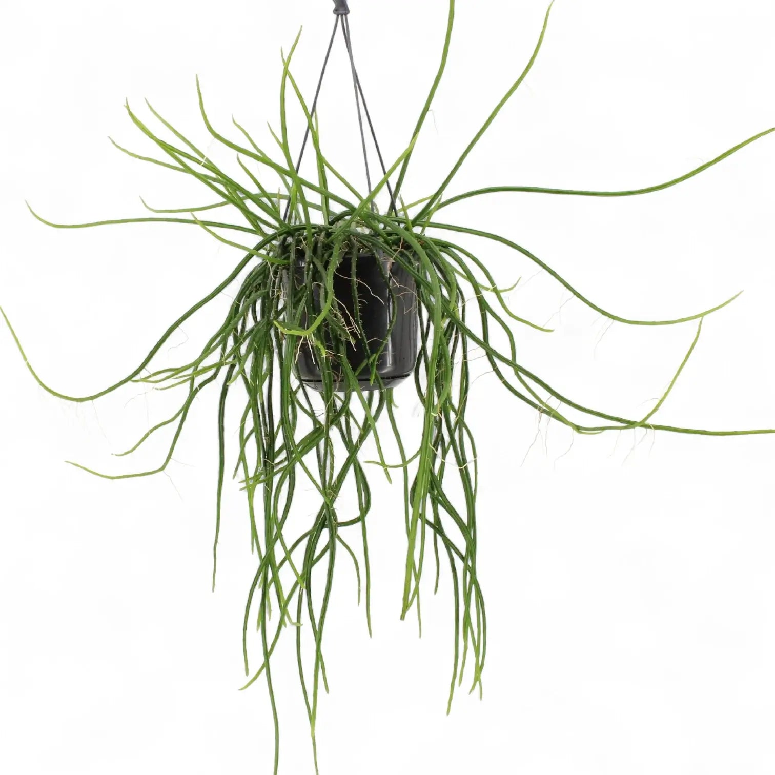 Selenicereus wercklei potted houseplant in nursery pot on white background, product photo 3.