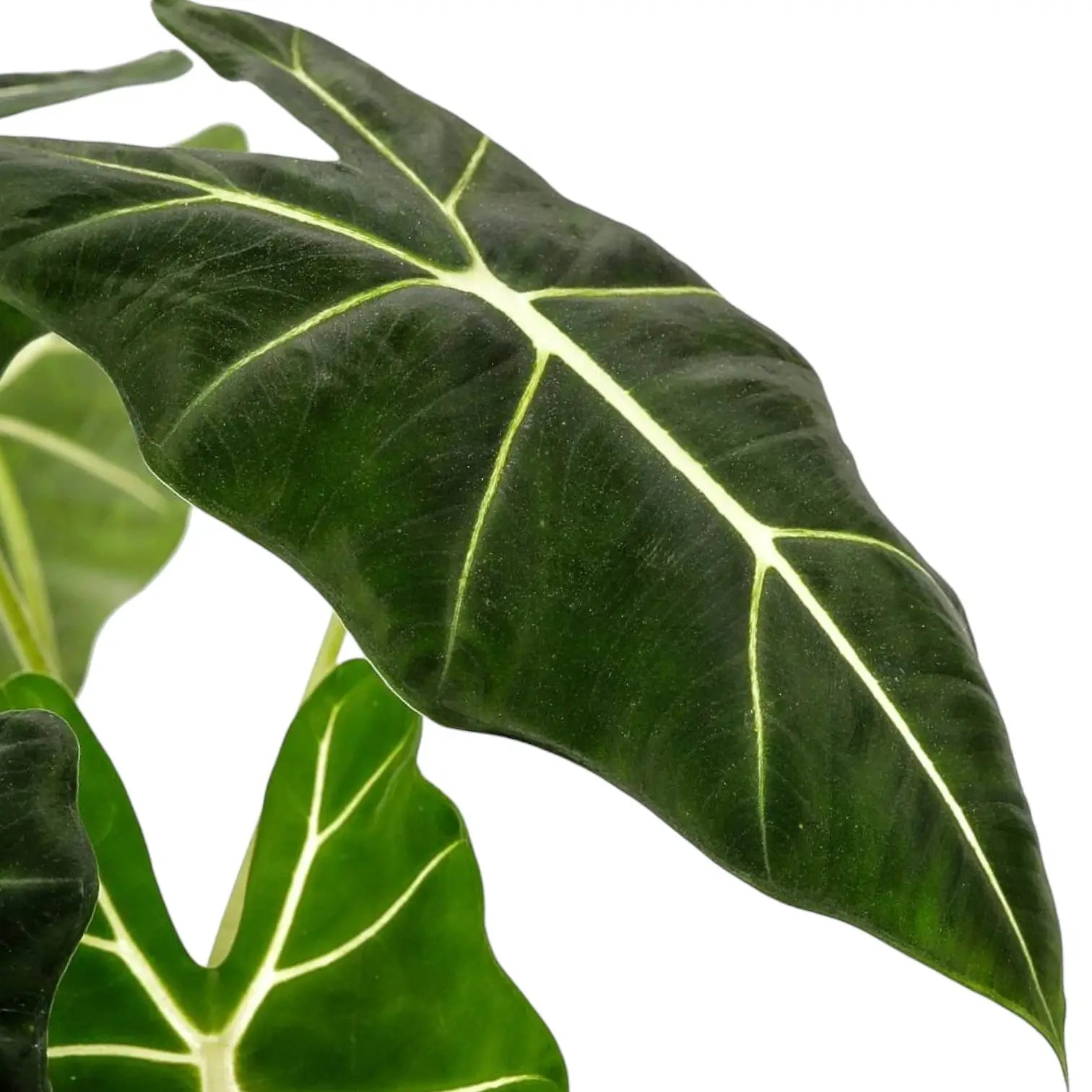 Alocasia micholitziana âGreen velvetâ (âMaxkowskii') potted houseplant in nursery pot on white background, product photo 6.