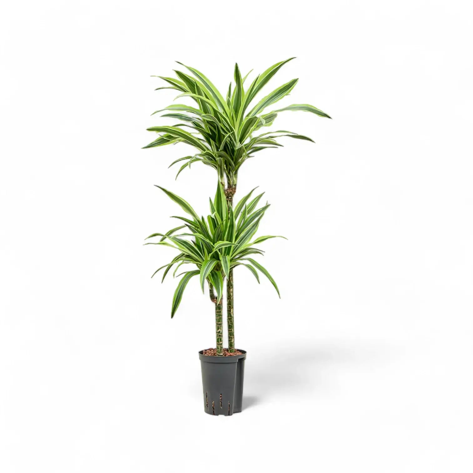 Dracaena fragrans 'Lemon Lime' – Topfpflanze im Kulturtopf vor weißem Hintergrund, Produktfoto 8.