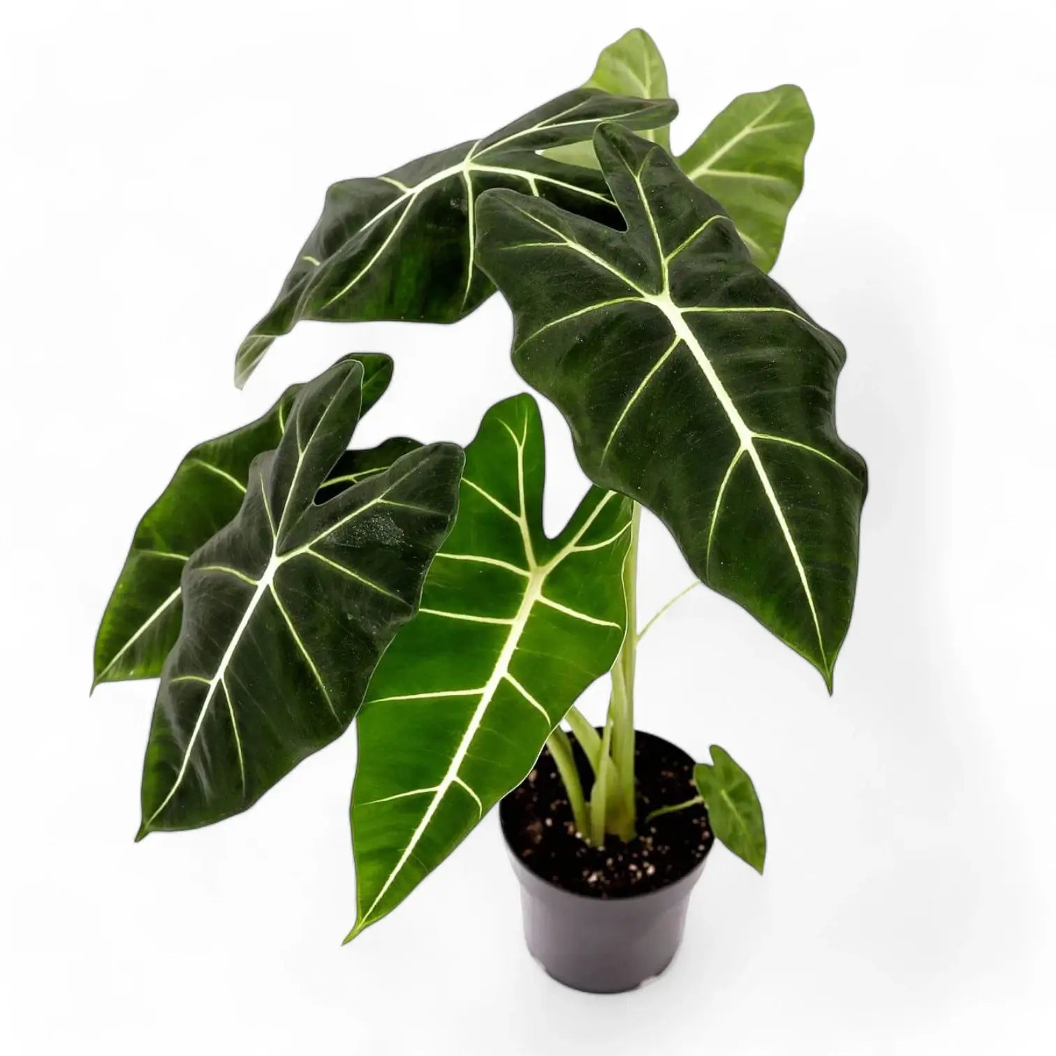 Alocasia micholitziana âGreen velvetâ (âMaxkowskii') potted houseplant in nursery pot on white background, product photo 5.
