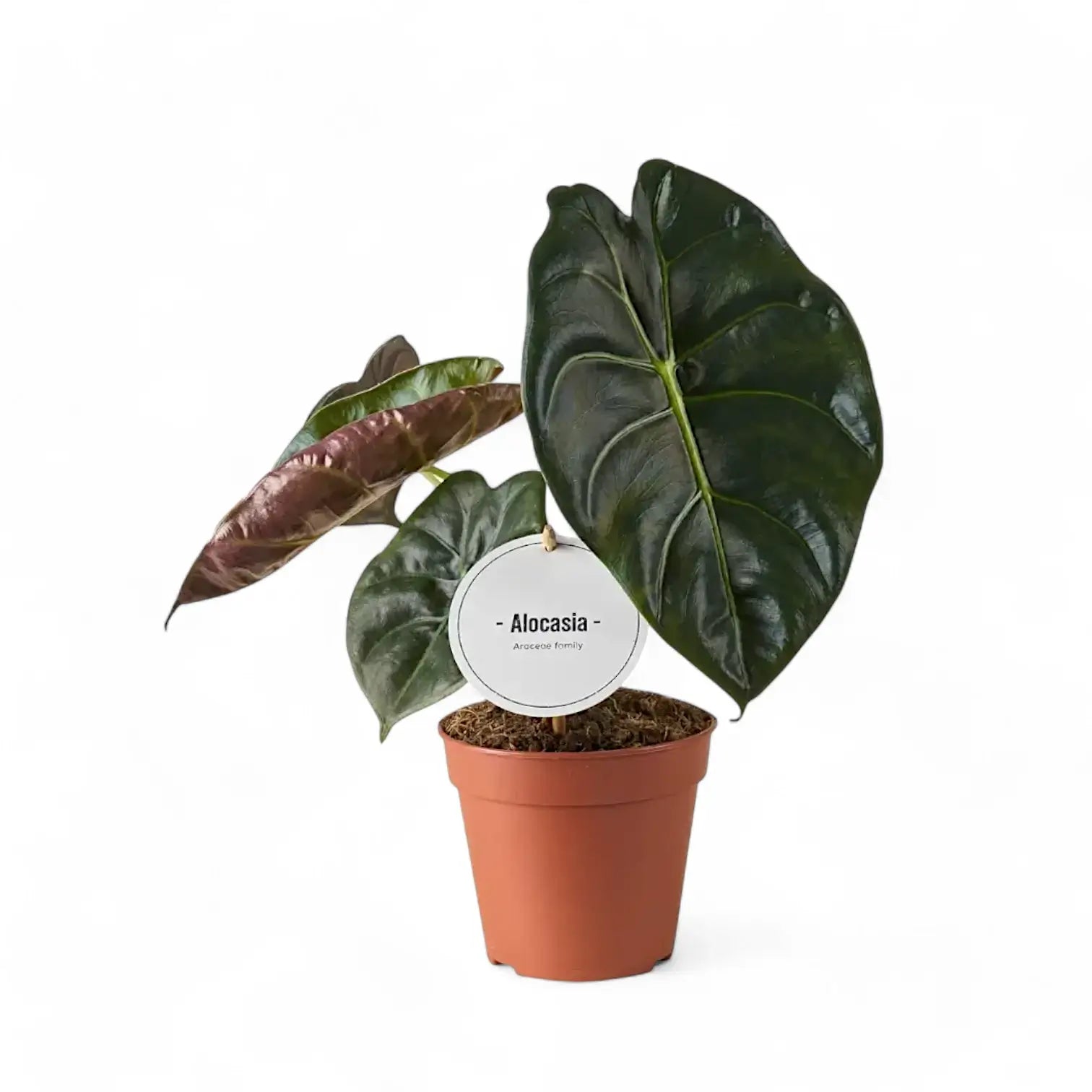 Alocasia 'Golden bone' – Zimmerpflanze im Kulturtopf auf weißem Hintergrund, Produktfoto 9.