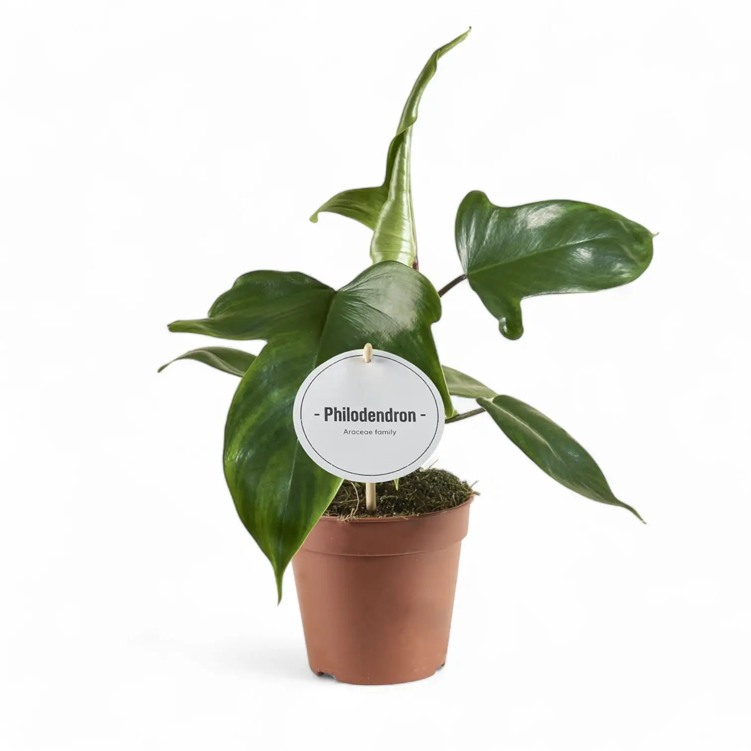 Philodendron 'Florida Green' – Zimmerpflanze im Kulturtopf auf weißem Hintergrund, Produktfoto 3.