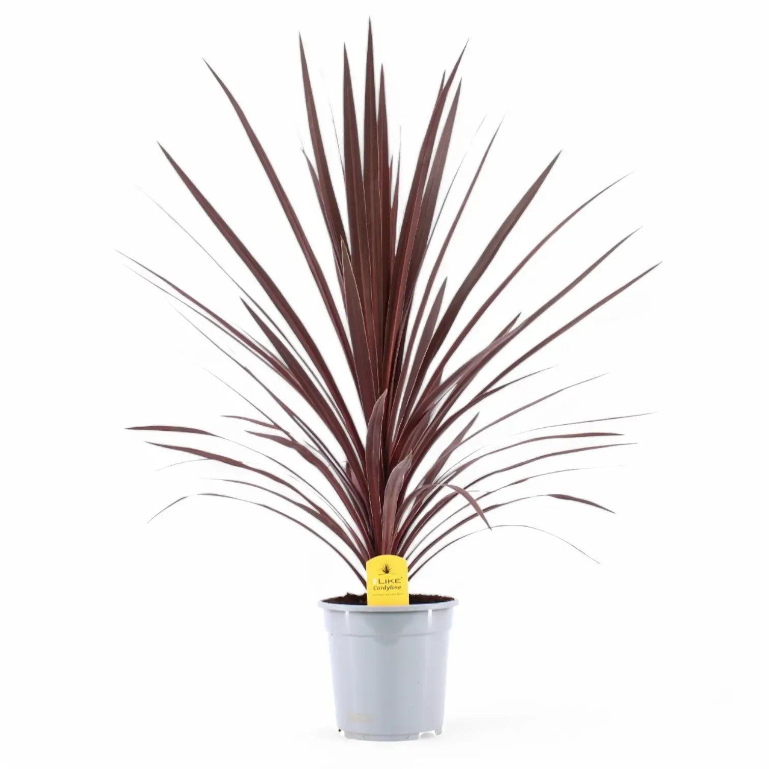 Cordyline australis 'Red Star' potted houseplant in nursery pot on white background, product photo 5.